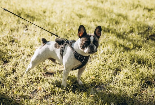 Preview: french bulldog on a walk in the park. dog on a leash walking