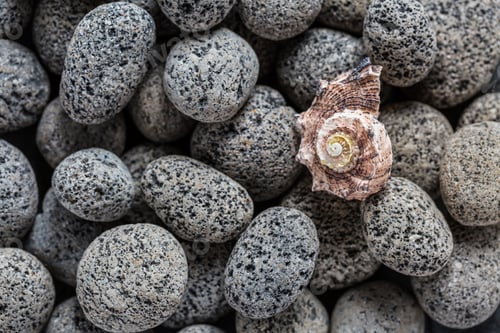 Preview: Natural lava stones with seashell as background.