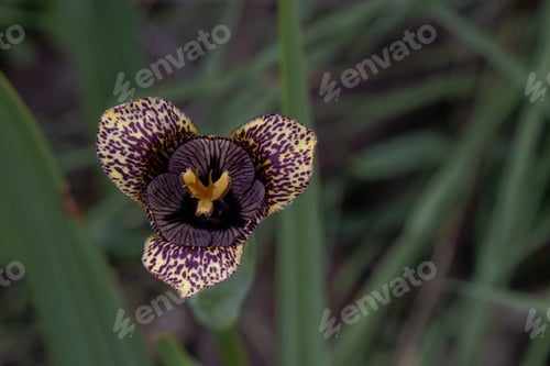 Preview: Tigridia Captivating Petals - A Macro Floral Journey