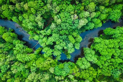 Preview: Top view of forest and river in Tuchola national park