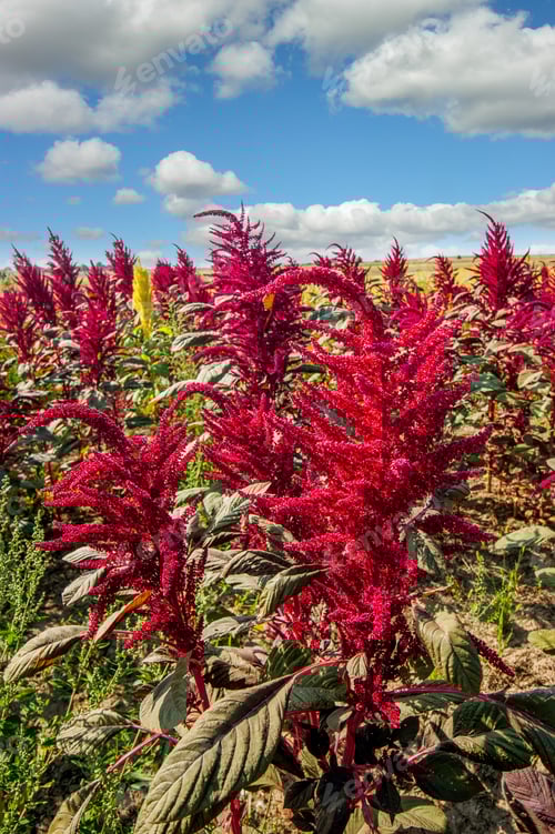 Preview: close up red plants on amaranth field