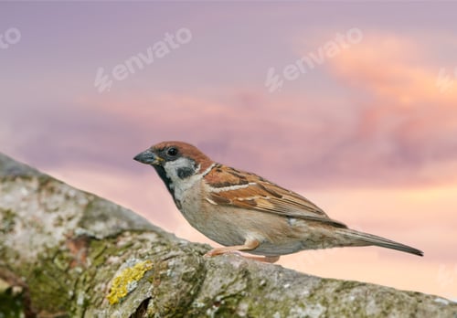Eurasian Tree Sparrow Perched on Mossy Branch