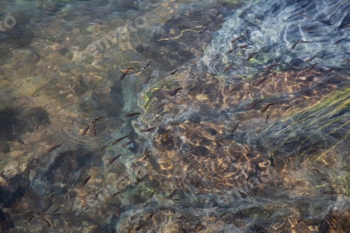 Preview: View of colorful grass in a river of natural Hot Springs at Hot Creek Geological Site