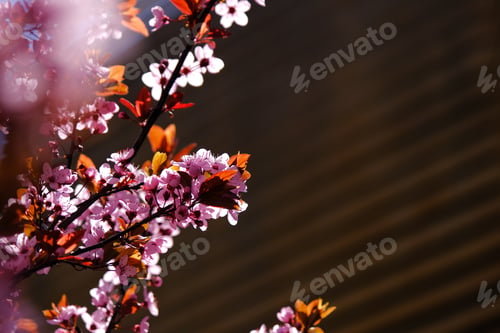 Preview: Spring blossom natural background. Branch with pink flowers.