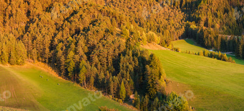 Preview: Forest and field during a bright sunset. Dolomite Alps, Italy.