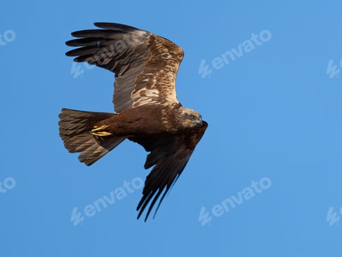 Preview: Western marsh harrier (Circus aeruginosus)