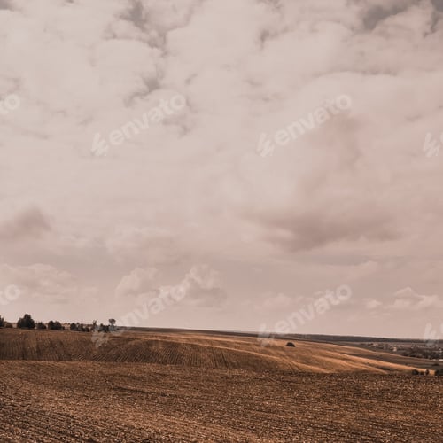 Preview: Orange summer autumn wheat field on large wide hills