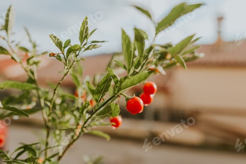 Preview: Red berries