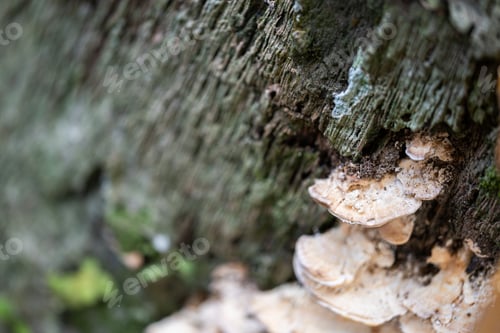 Preview: Mushroom growing on a tree