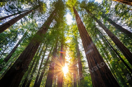 Preview: Sunrise In The The Redwoods At Redwoods National And State Parks California