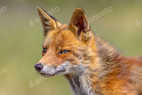 Preview: Red Fox portrait side