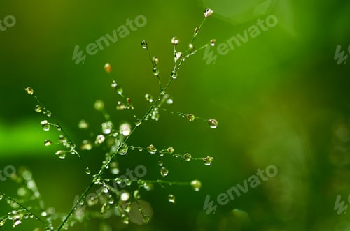 Preview: Close-up view of the dew drops on a grass