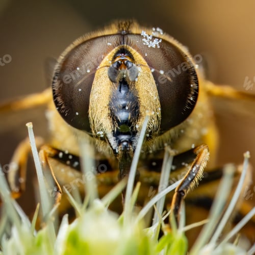 Preview: Macro shot of a bee's face with detailed eyes.