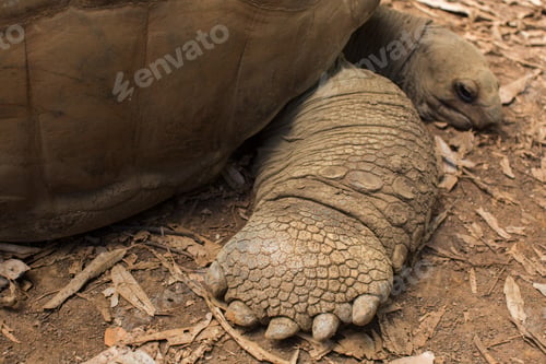 Preview: land tortoises
