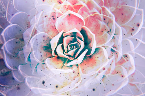 Preview: Artistic floral background with succulent plant White Mexican Rose closeup. Fade mode colors