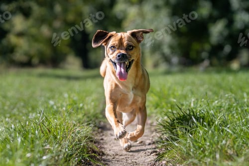 Preview: AmStaff, or American Staffordshire Terrier dog running in the field with its tongue out