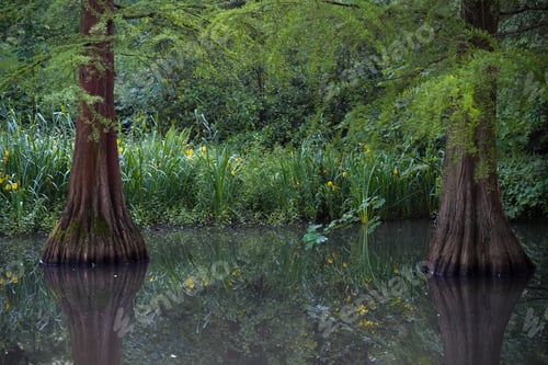 Preview: Buttress bald cypress trees on swamp forest with plants and trees