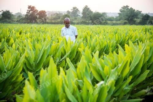 Preview: Indian farmer in Turmeric plant field at village, India.