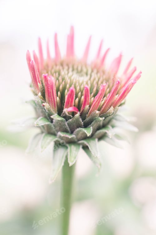 Preview: Pink flower