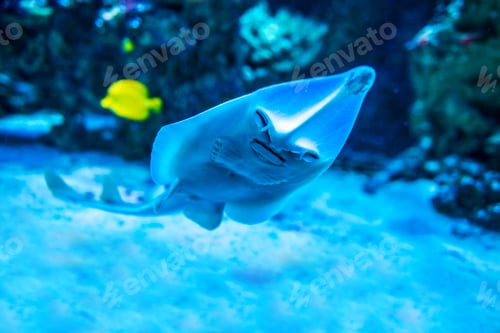 Preview: Colorful fish in aquarium