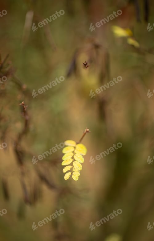 Preview: Autumn in October