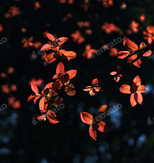 Preview: The red leaves in the early spring