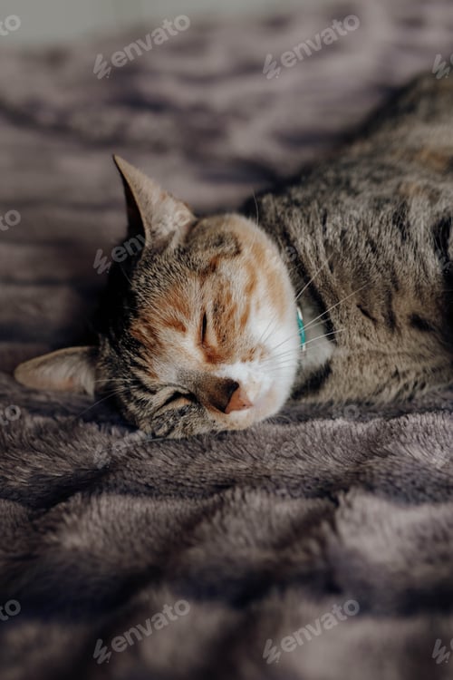 Vorschau: Katze liegt auf einem bequemen Bett