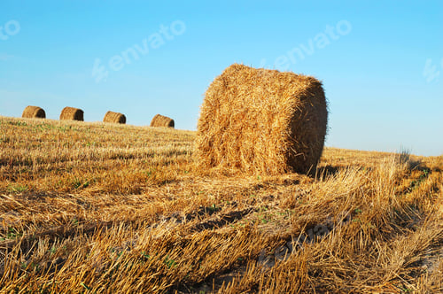 Preview: Hay bales