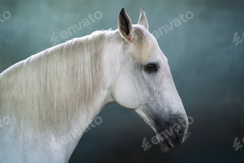 Preview: Beautiful White Horse Head (Equus ferus caballus)