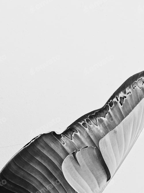 Preview: Minimalist banana leaf in monochrome.