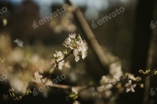 Preview: Selective focus shot of beautiful spring flowers in a forest with gentle sunlight
