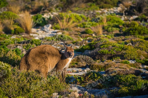 Preview: Hoo Roo
