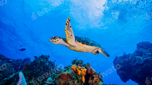 Preview: Hawksbill Turtle swimming over coral, Cozumel