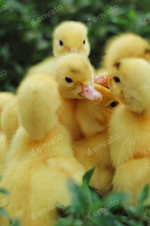 Preview: Yellow ducklings