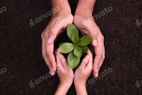 Preview: Hands protect Plant