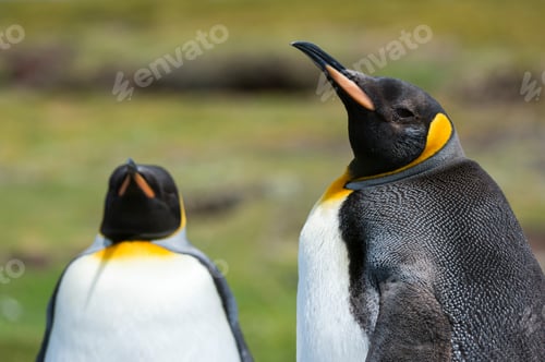 Preview: Two penguins enjoying a peaceful moment in their natural habitat