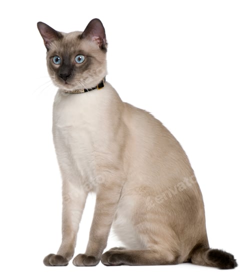 Preview: Siamese cat, 8 months old, sitting in front of white background