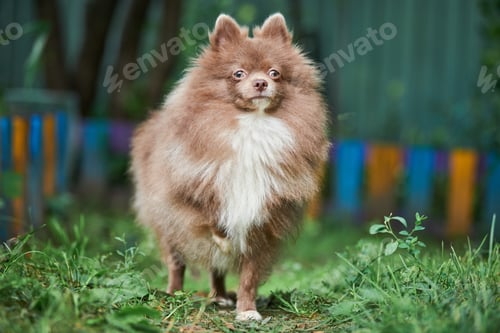 Preview: Pomeranian Spitz dog in garden
