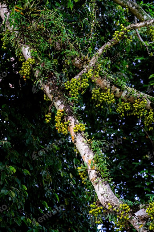 Preview: Bunch of green ficus superba fruit on branch. Ficus virens Aiton rainforest tree. Low angle.