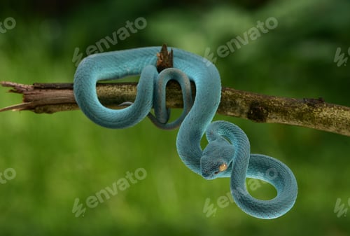Preview: Viper Snake, Trimeresurus insularis, Indonesian pit viper,