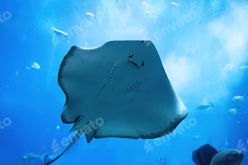 Preview: Ray or flatfish underwater