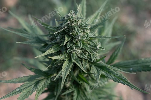 Preview: Friesian duck cannabis breed marijuana growing a blurred background