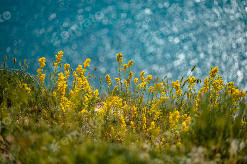 Preview: yellow flowers against the blue sea