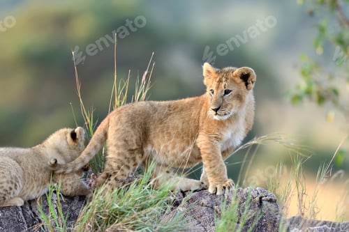 Preview: Lion cub