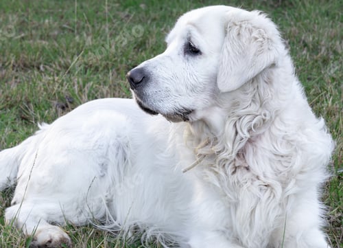 Preview: Closeup shot of a white Slovak cuvac dog