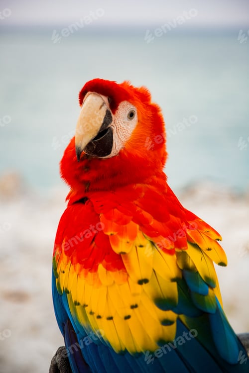 Preview: parrot / Macaw Close Up portrait