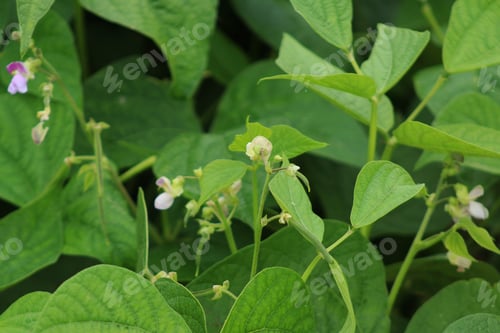 Preview: Green bean plants in bloom