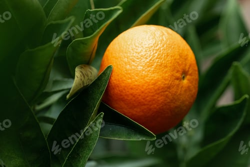 Preview: Ripe tangerine on a tree branch surrounded by green leaves