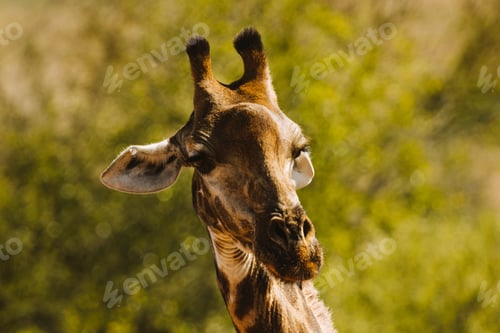 Preview: Giraffe