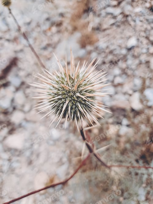 Preview: Spiky flowers